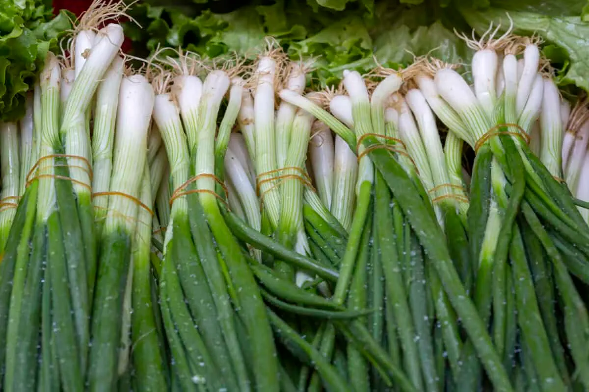 Green-Onions-