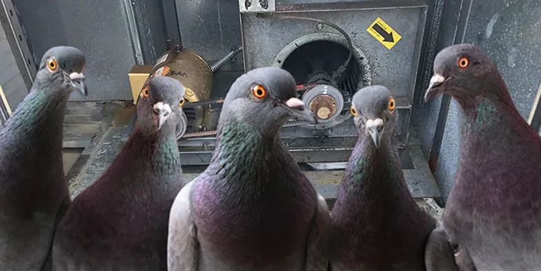 pigeon 33r