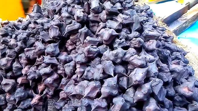 pani singara