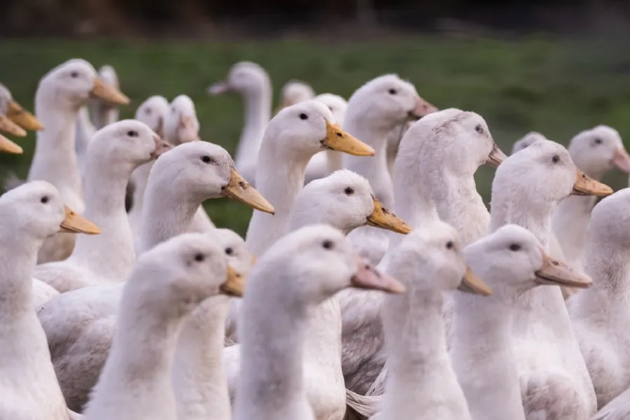  -Ducks 