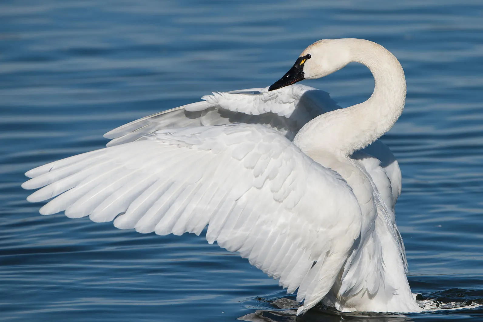 swan