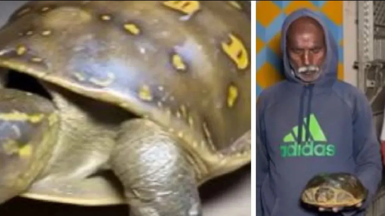 Tortoise