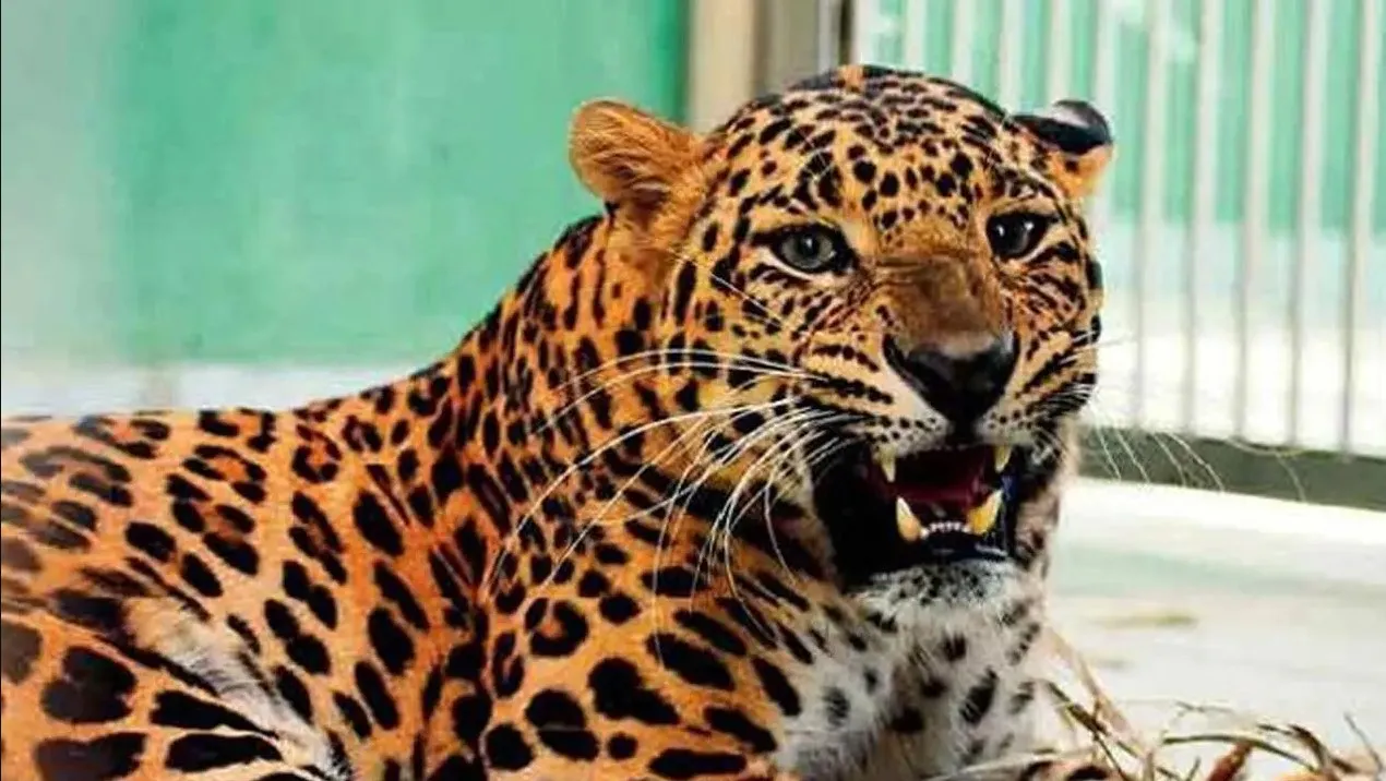 Leopard 11