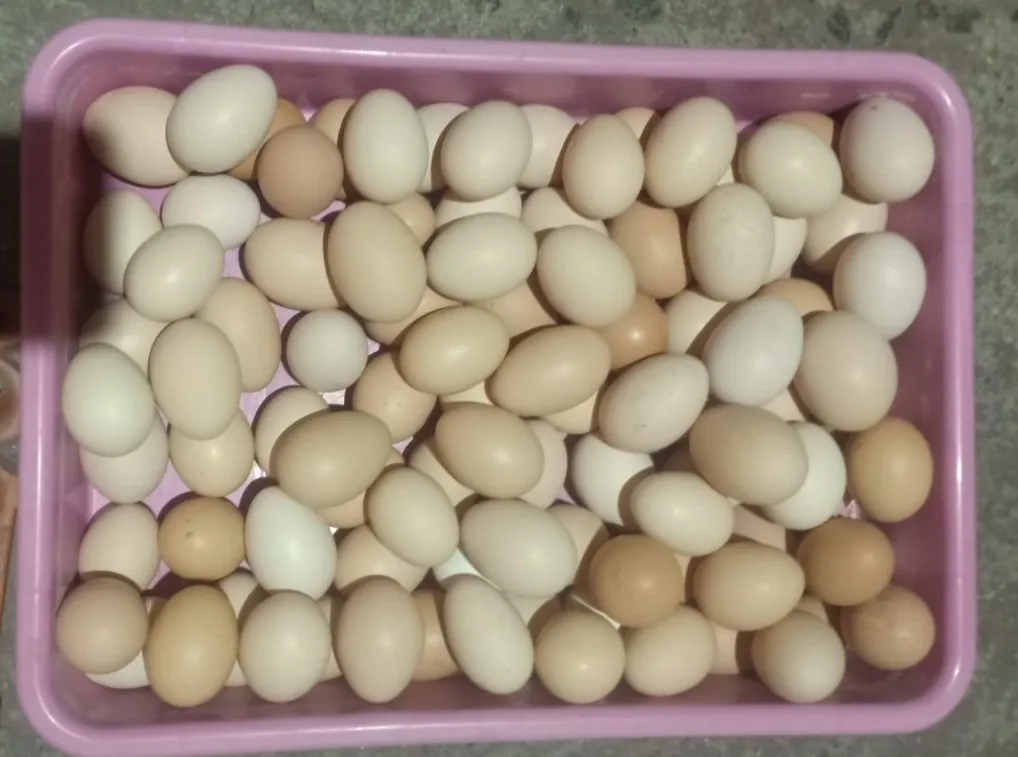 desi egg