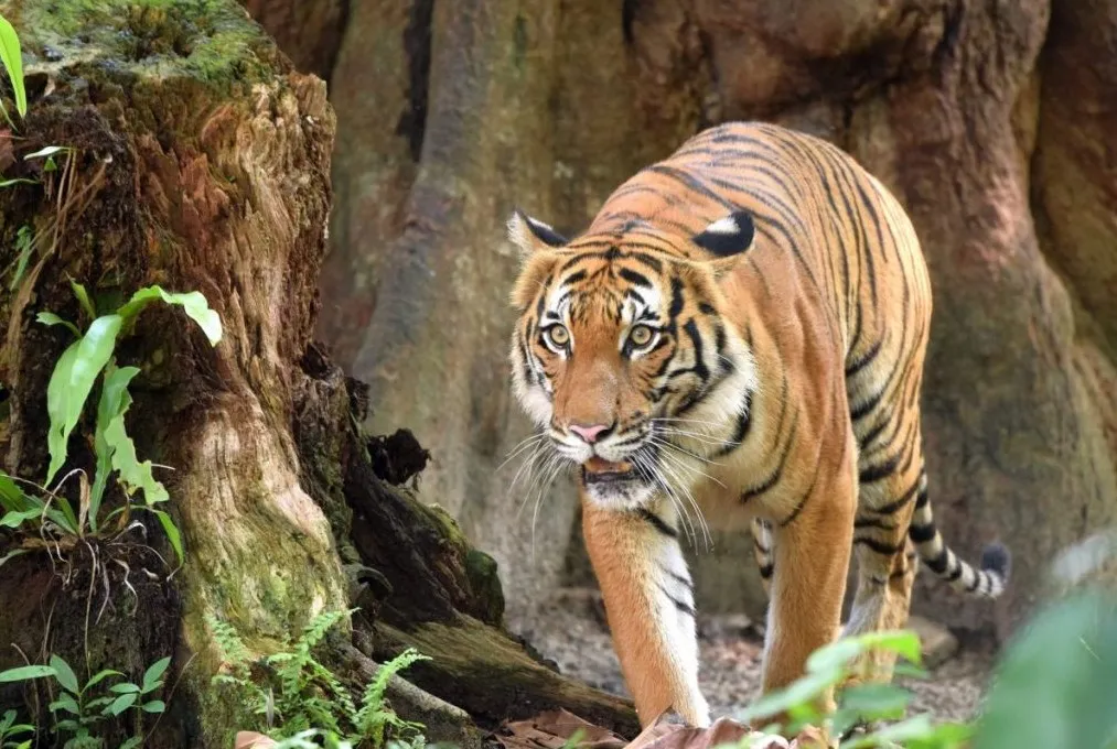 tiger 23