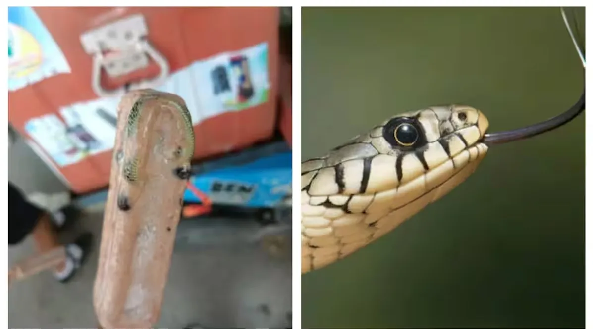 snake 1
