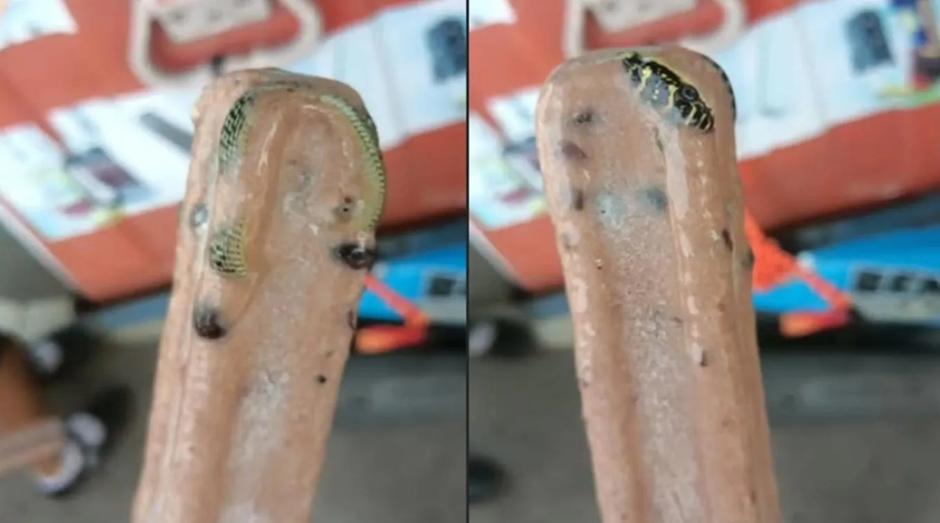 snake snake 