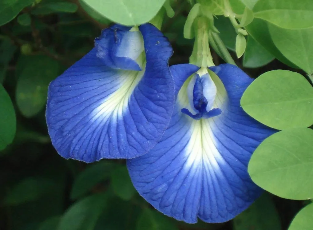aparajita 11