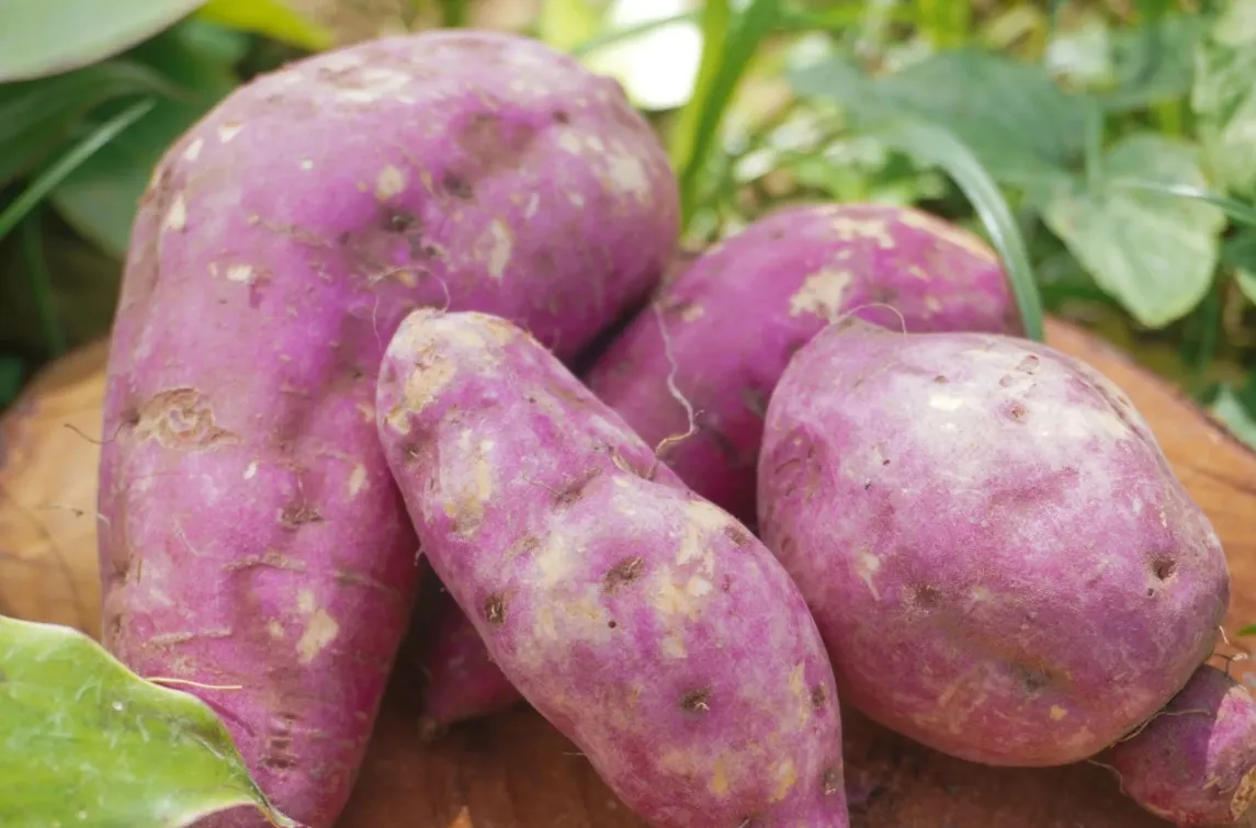 S.potato
