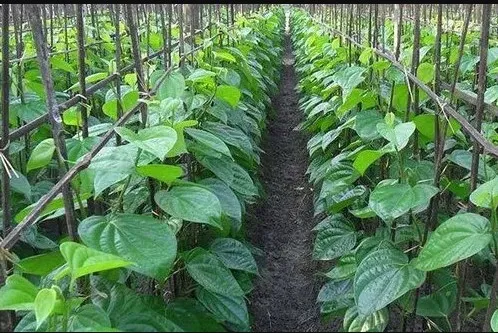paan pata