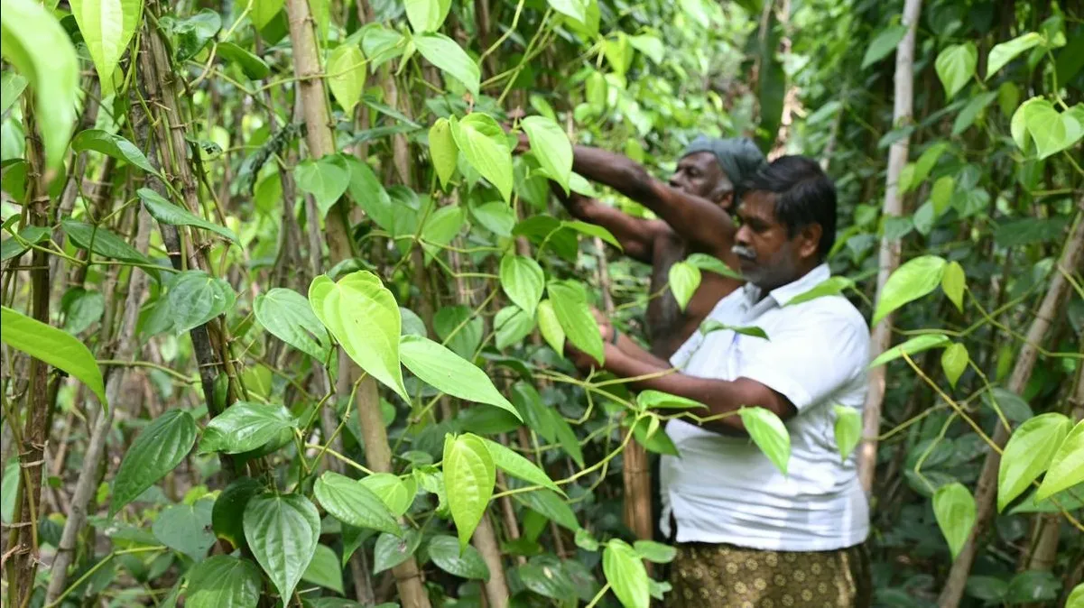  betel leaf benefits