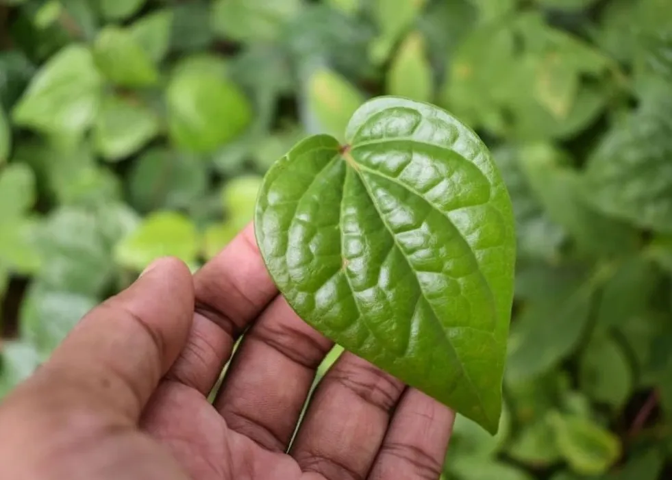 pan pata