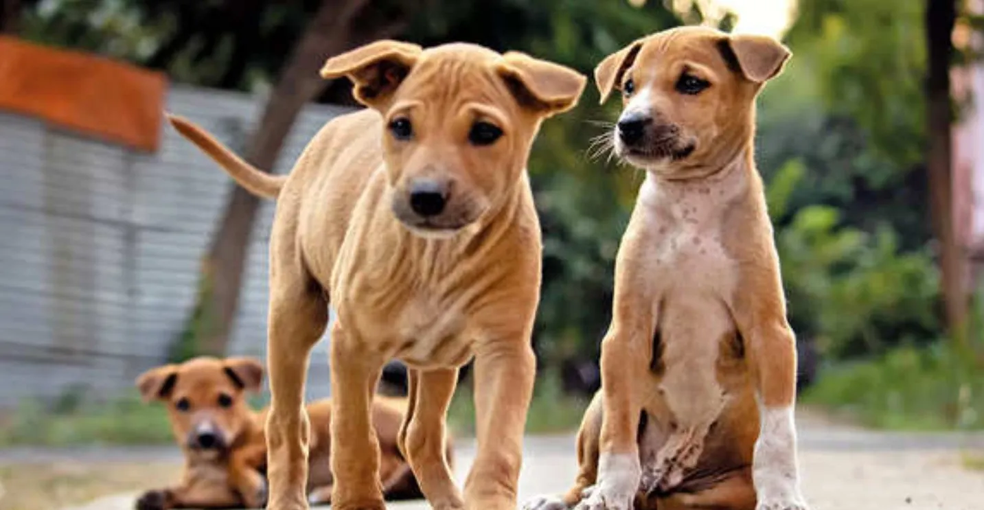 dog