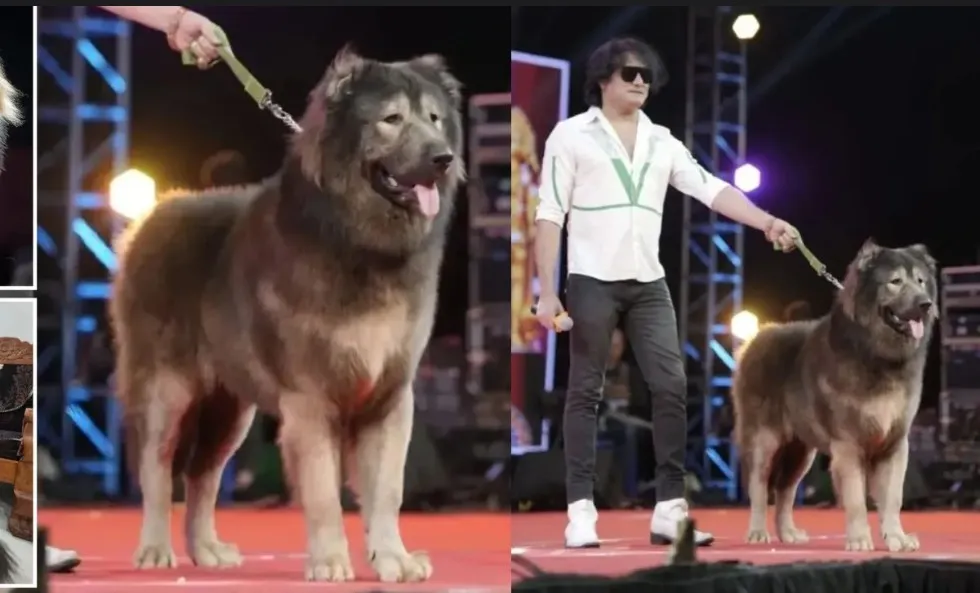DOG