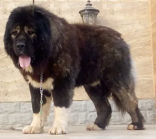 doggo