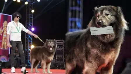bangalore dog