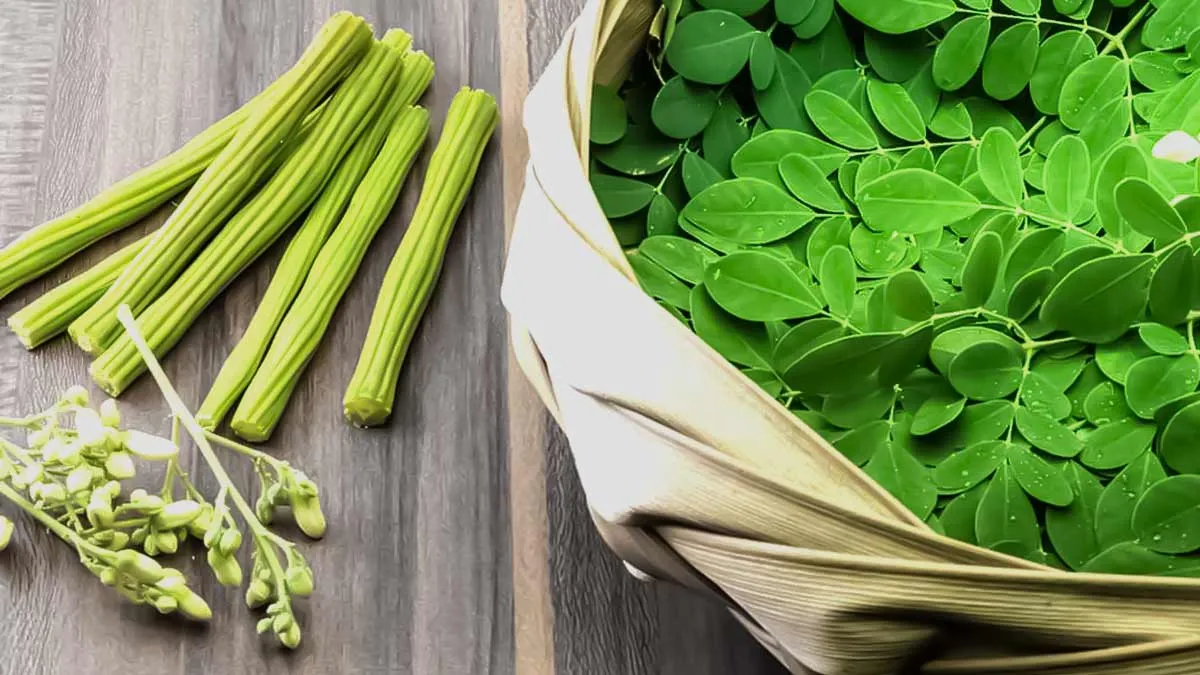  moringa