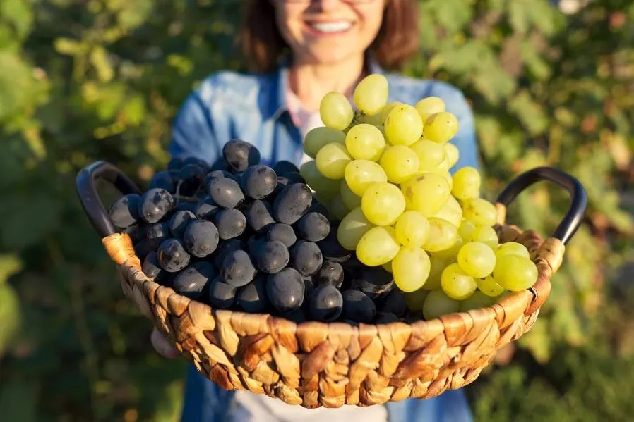 grapes