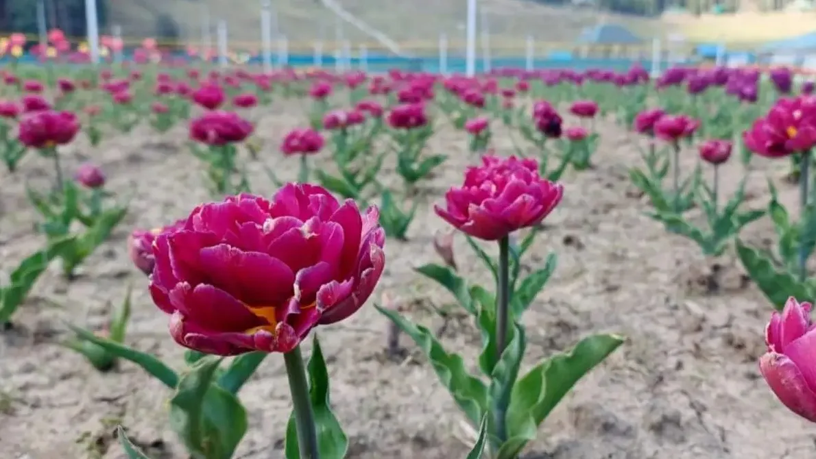 Flower 11