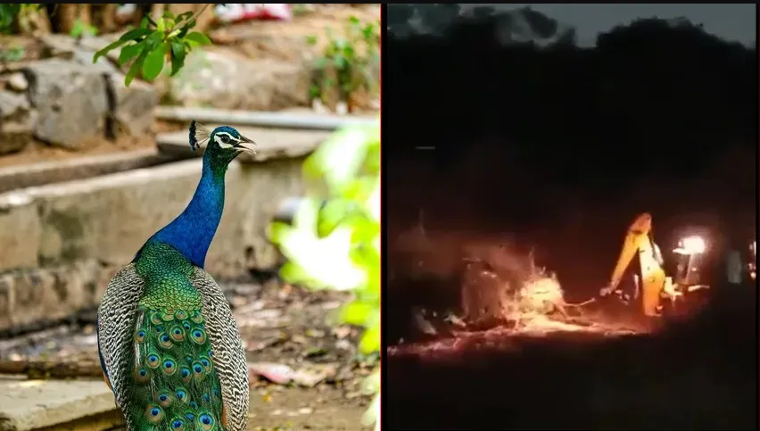 Peacock 1