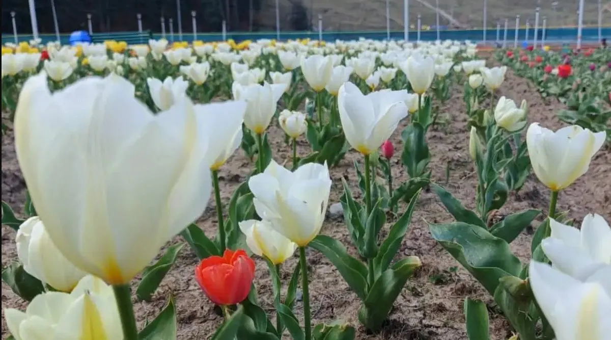 tulips