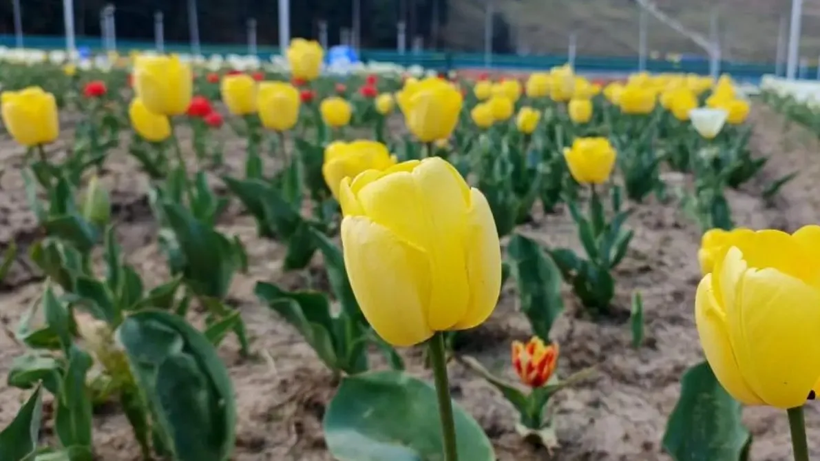 Flower 1111