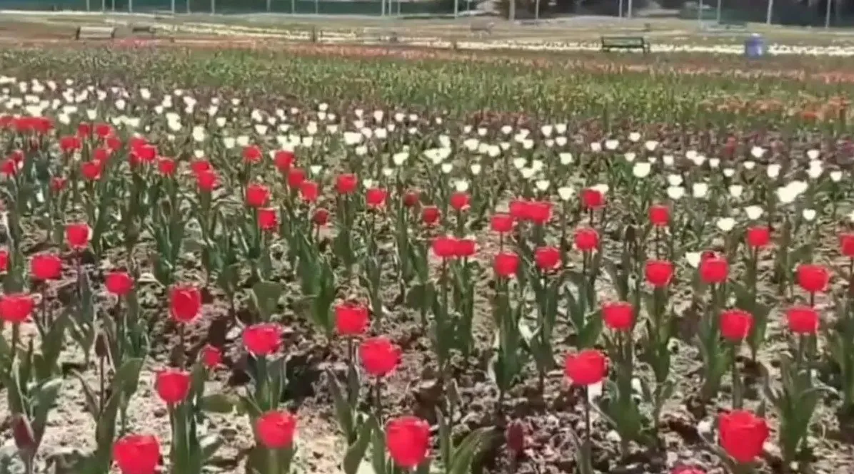 Flower 8