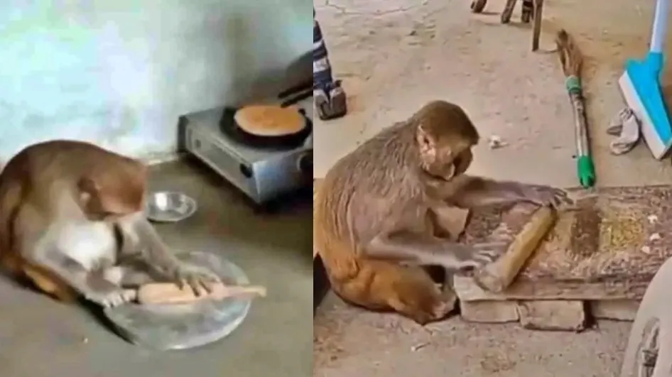 monkeyy