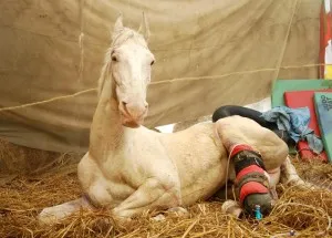dehradun-santosh-hindustan-injured-police-dehradun-shaktiman_984b7f84-fae0-11e5-bced-6695953481e2