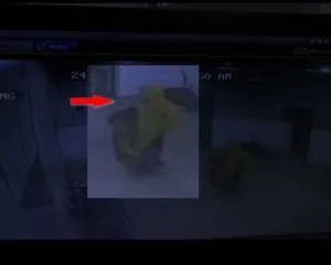 publive-image