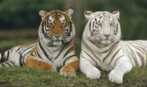 3994216-tiger
