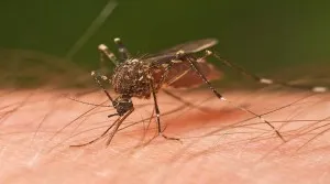 dengue