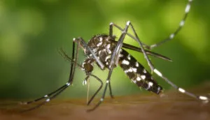 dengue in odisha