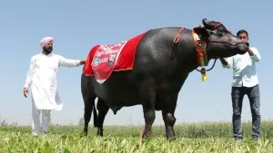 bull