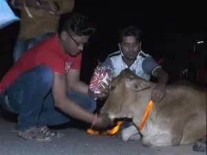 cow 1