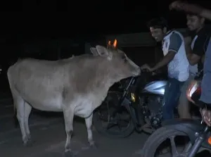 cow 2