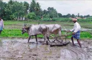 farmer (1)