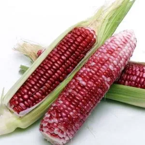 red corn 2