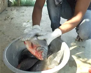 chemical in fish
