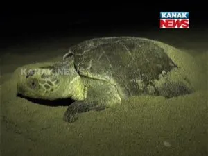 olive ridley