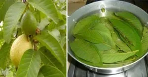 Guava-Leaves