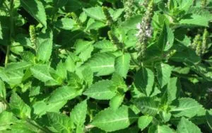 Tulsi