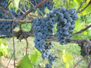 grapes