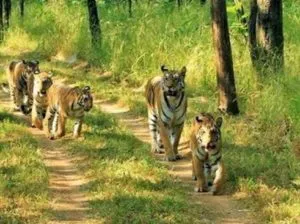 tiger census