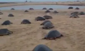 Olive Ridley Turtles