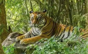 tiger census