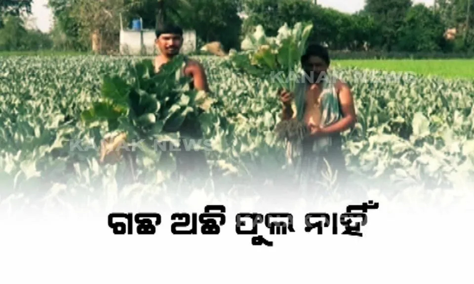 bargarh