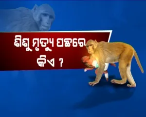 publive-image