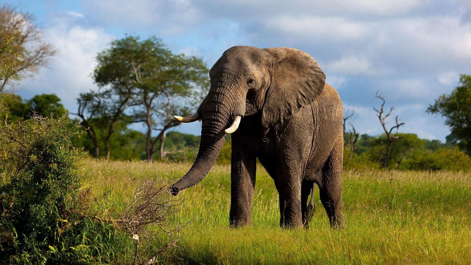 elephant