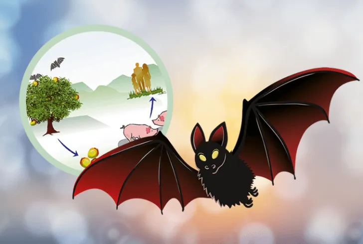nipah virus